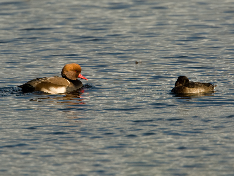 Netta rufina Red-crested Pochard Krooneend